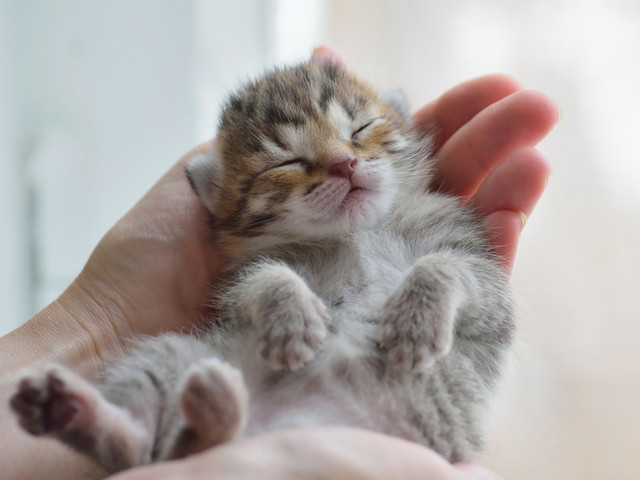 手の中で子猫が気持ちよく眠る